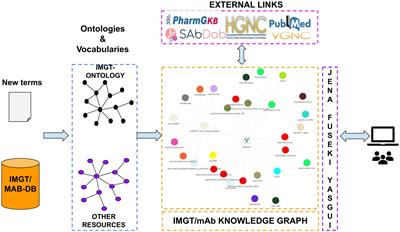 IMGT/mAb-KG: the knowledge graph for therapeutic monoclonal antibodies